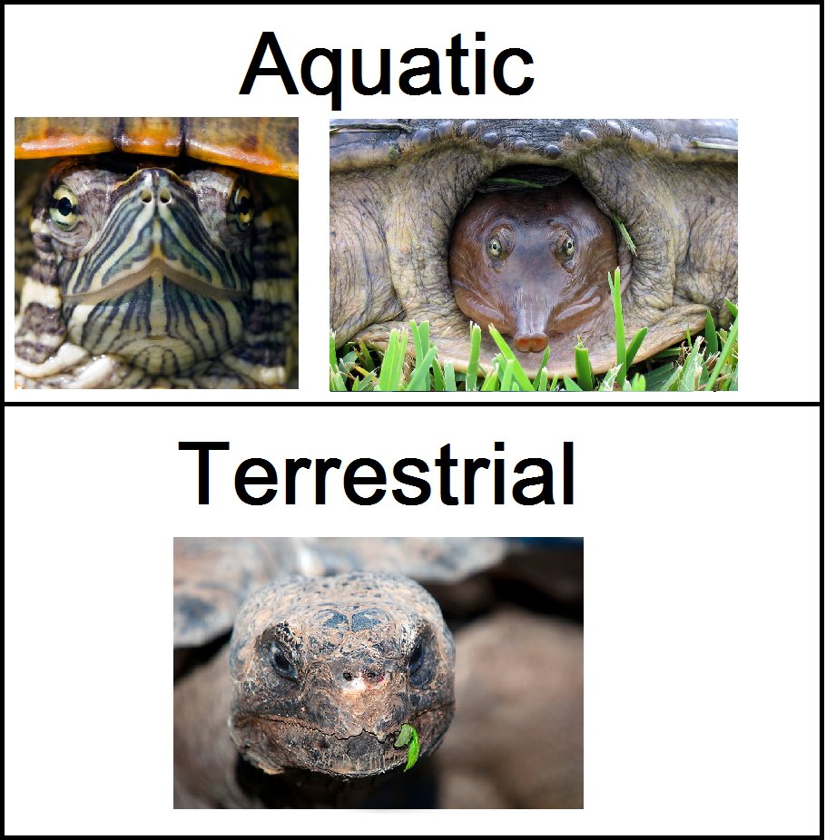 Difference between turtle eyes.